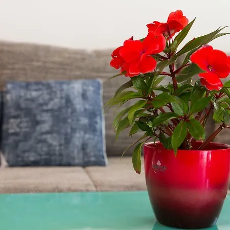 The Look * مالي لوشينغْ